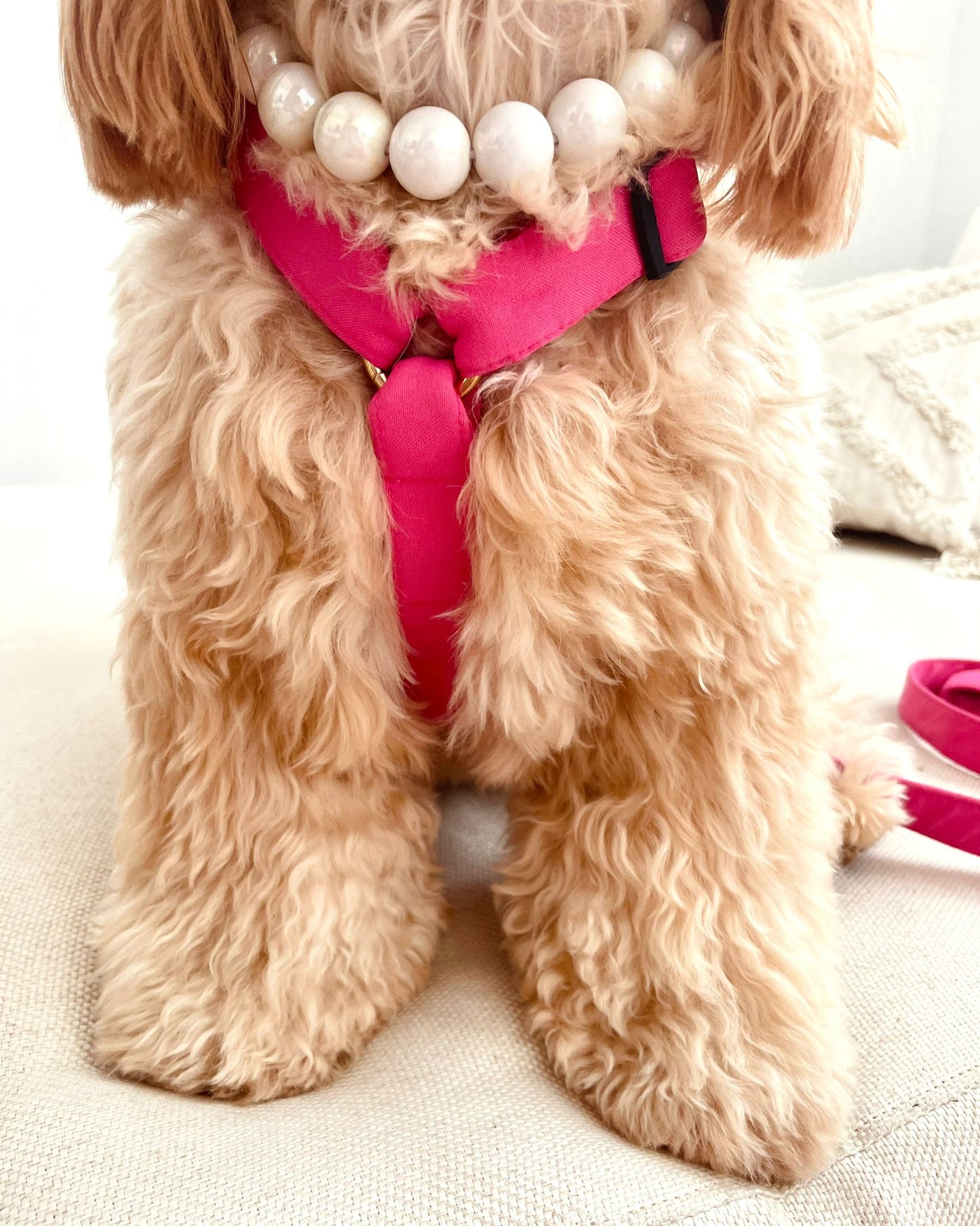 Fuchsia Harness, Leash and Sailor Bow