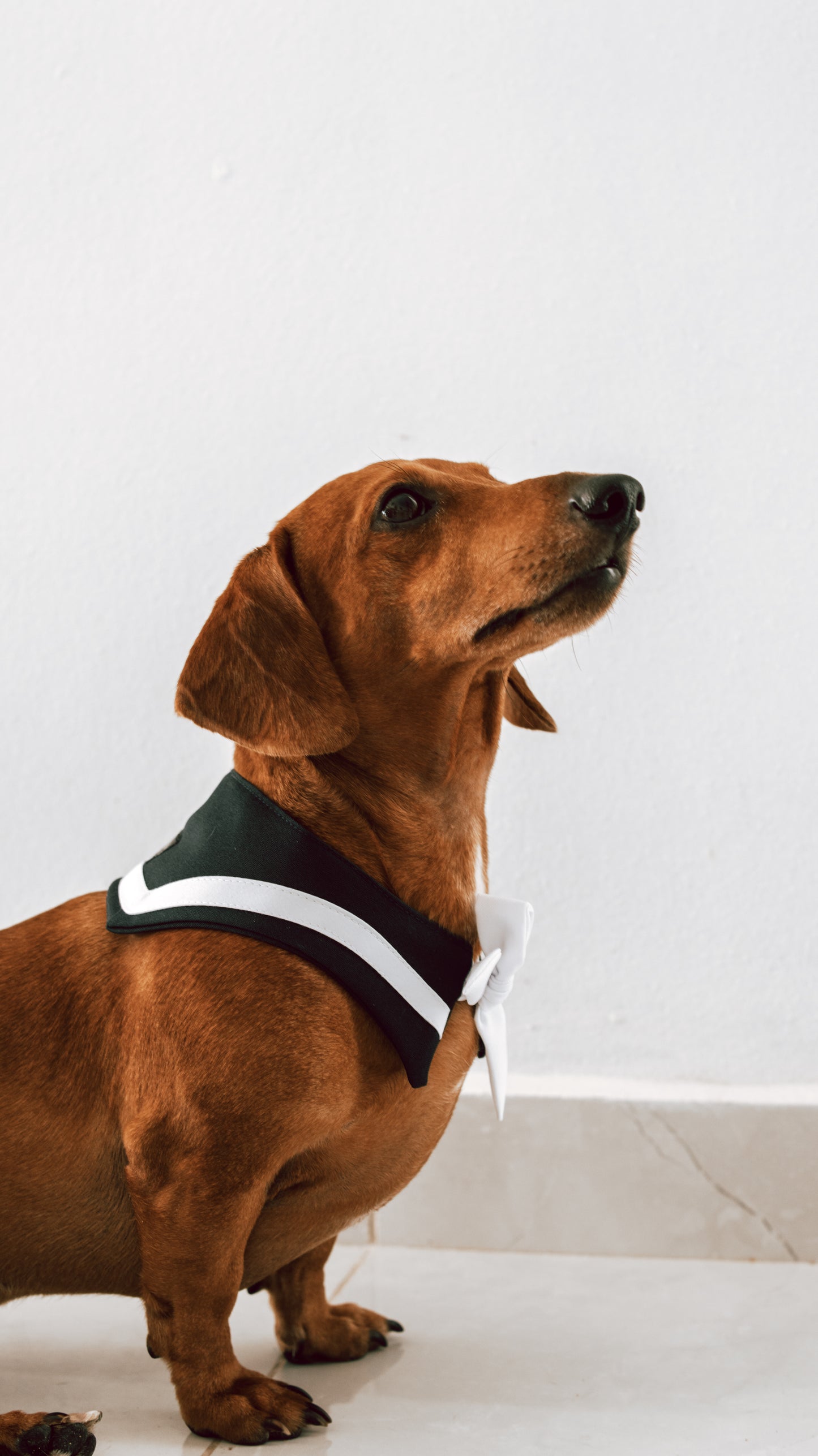 Sailor Bandana Blue