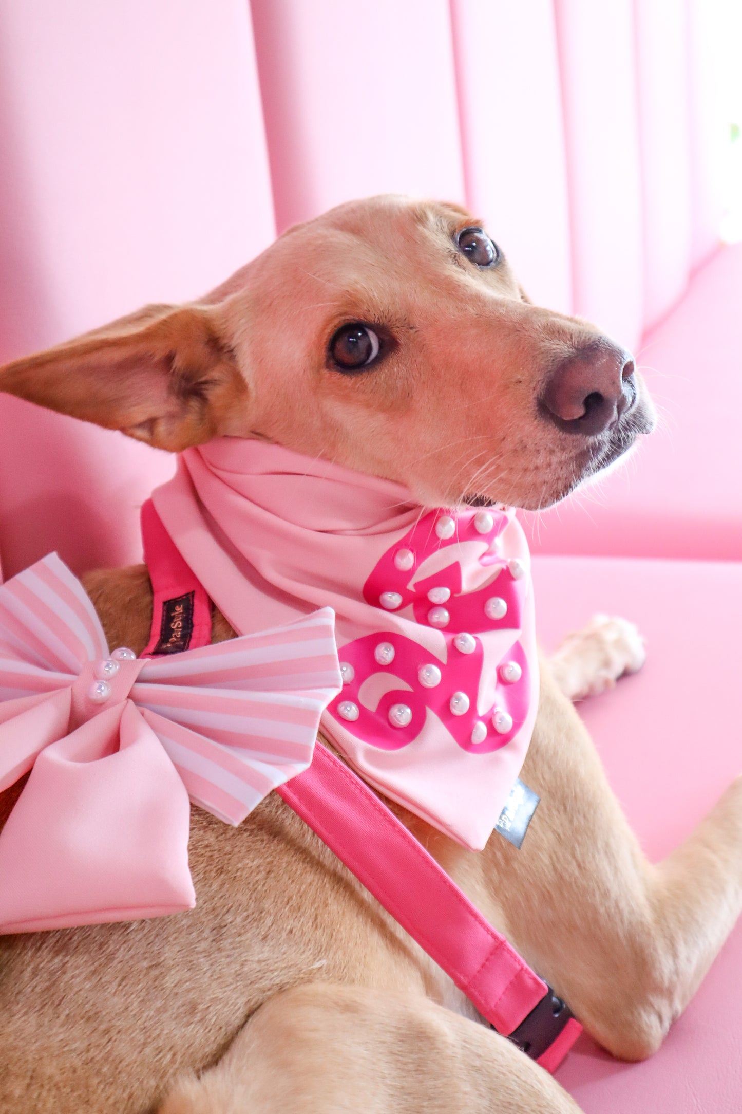 Fuchsia Harness