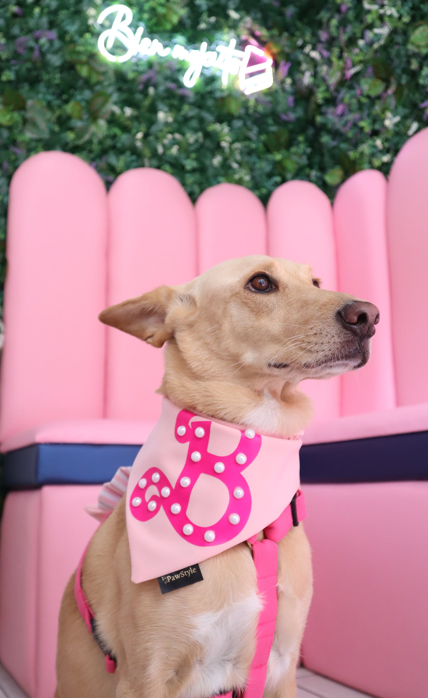 Fuchsia Harness