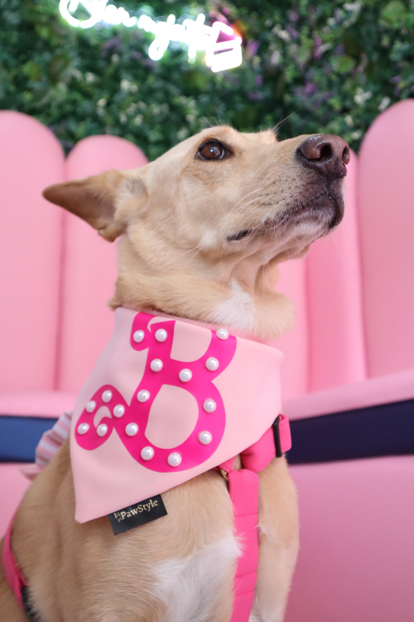 Fuchsia Harness