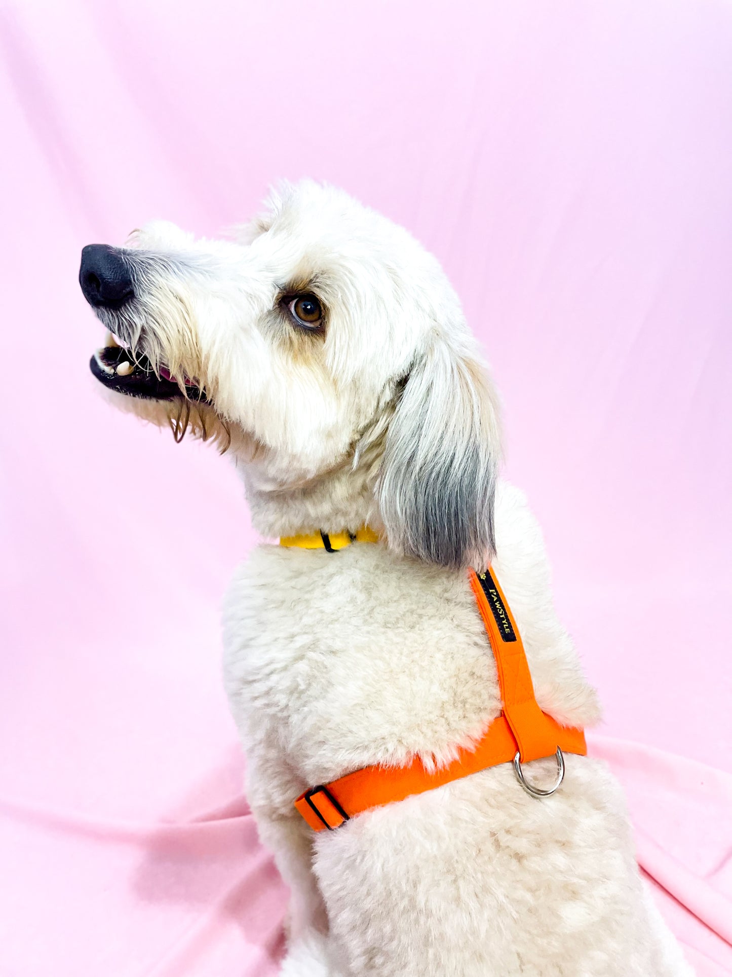 Orange Harness